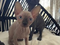 Sphynx sfenks yavru