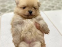 POMERANİAN BOO YAVRULAR