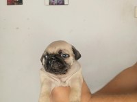 Oyuncu pug bebekler