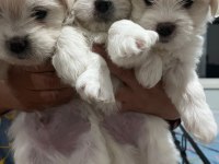 Maltipoo cinsi bebekler