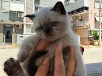2 aylık dişi british shorthair