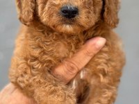 Standart poodle çok şeker yavrularım 