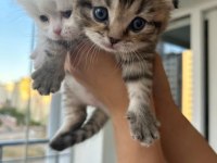 Maviş gözlü oyuncu ve çok akıllı scottish fold