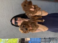 Maltipoo yavrularım sağlık ve ırk garantilidir