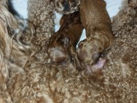 Şecereli Toy Poodle Anneden Yavrular
