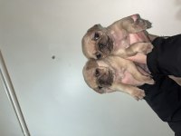 Pug bebeklerim