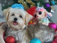 Kore Kanı Teacup Morkie Yavrularımız