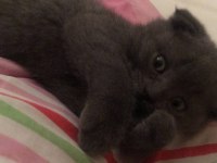 2,5 aylık bebek scottish fold