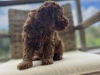 TOY POODLE KORE