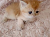 Golden british shorthair bebekler