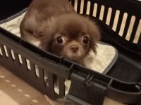 Çikolata chihuahua