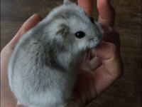 HAMSTER-GONZALES YAVRULARIMIZ HERYERE GÖNDERİM