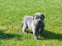 PREMİUM CANE CORSO YAVRULARI