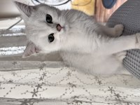 British Shorthair Silver Point Erkek Yavru