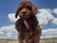 Ankaranın  en elit redbrown toy poodle yavruları