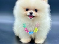 Safkan Pomeranian Boo Bebekler