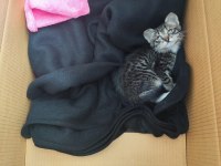 ANTALYA MERKEZ ANNESİ YOK YYAVRU TEKİR KEDİ