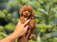 Pofuduk poodle yavrularım