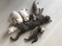 55 günlük yavrular british shorthair
