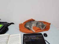 British Shorthair 3,5 Aylık Dişi