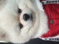 13 aylık pomeranian