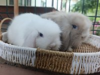 Hollanda teddy lop 1+1 takım tavşanlar