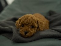 Toy Poodle Bebekleri