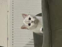Dişi safkan ny british shorthair