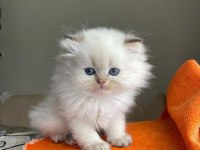 Prenses insan canlısı british longhair