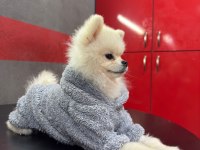 Çok Uygun Orijinal Ayı Surat 1 Yaşında Erkek Pomeranian