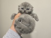 Scottish Fold Yavrular