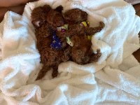 Kore Poodle Bebekler