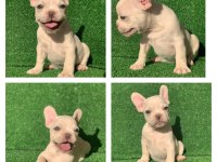 French bulldog platinyum yeşil gözlü karma ve ic diş parazit