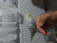 Rainbow muhabbet kuşu yavru