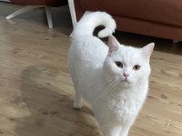 British shorthair erkek kısır