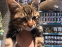 Ücretsiz Yavru Kedi Sahiplendirme