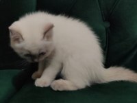 Sahibinden 55 Günlük British Shorthair