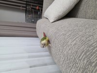 El besleme 8 aylık pineapple konur papağanı