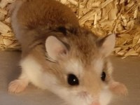 HAMSTER GONZALES YAVRULAR HERYERE GÖNDERİM
