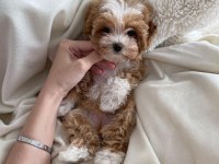 ÜST DÜZEY MALTİPOO YAVRULARIMIZ