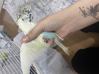 Yavru muhabbet kuşu erkek