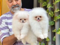 Orjinal Pomeranian Boo