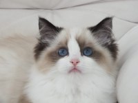 Full şecereli ragdoll yavruları