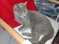 6-7 AYLIK BRITISH SHORTHAIR DİŞİ YUVASINI ARIYOR