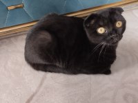 Scottish fold kedisi siyah