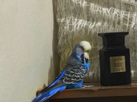 Show jumbo muhabbet kuşu