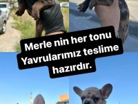 Egzotik french bulldog