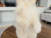 British Longhair Kedilerim