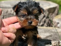 Yorki mini boy erkek 2 aylık