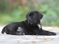 Irk ve sağlık garantili cane corso yavrularım